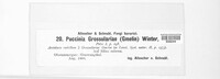 Puccinia grossulariae image